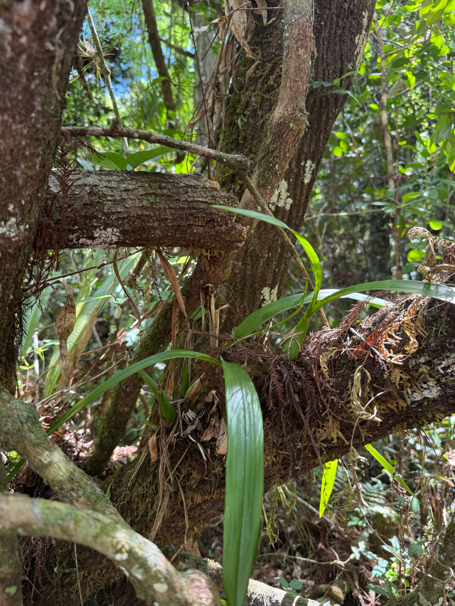 Clamshell Orchid (Prosthechea cochleata)