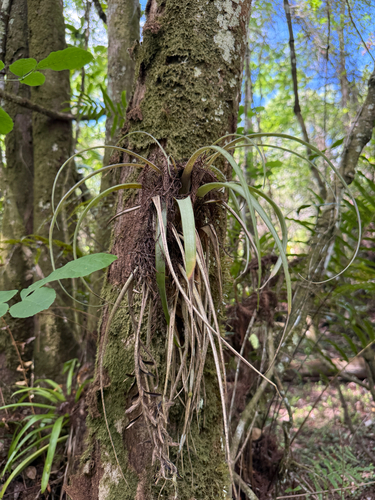 leatherleaf airplant (Tillandsia variabilis)