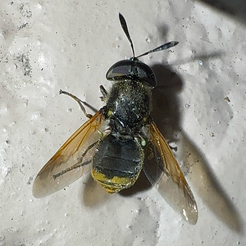 Unknown species found near Summer Greens Terr, Bradenton, FL, US
