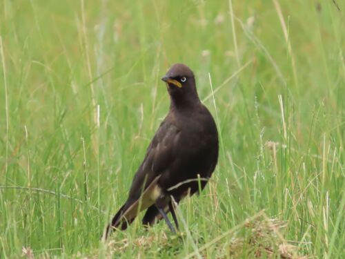 Pied Starling (Lamprotornis bicolor), photo 6