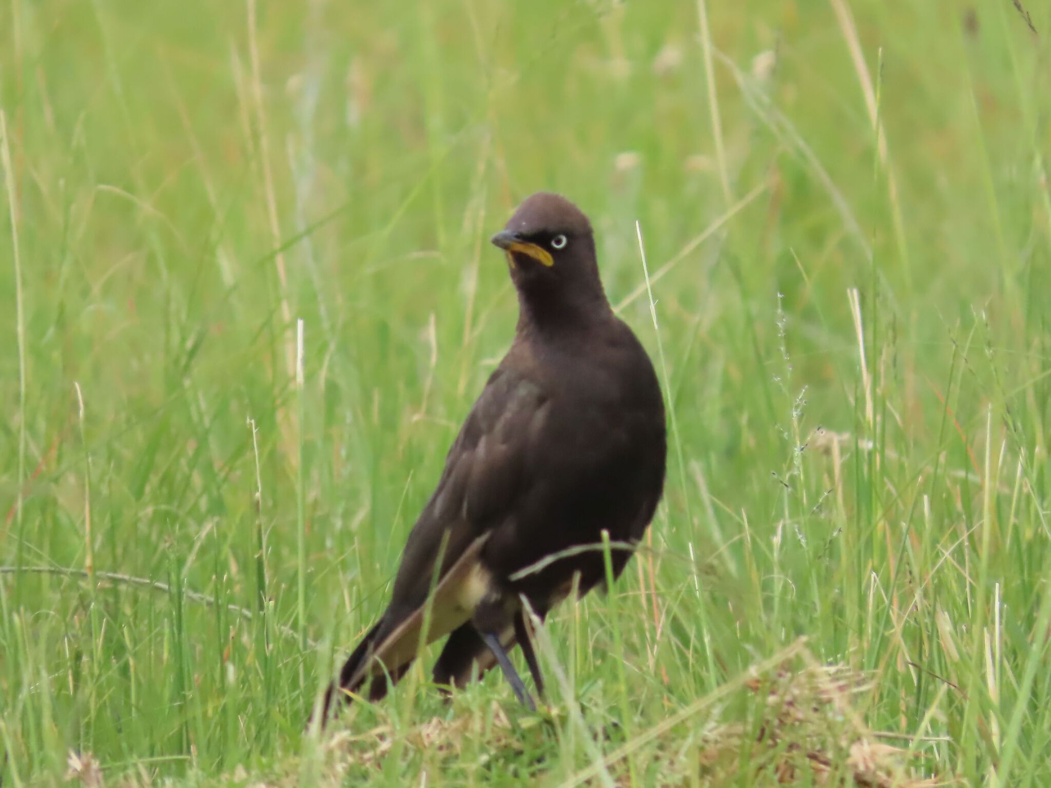 Pied Starling (Lamprotornis bicolor), photo 6