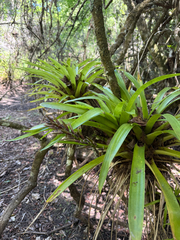 Guzmania monostachia, photograph (c) Brandon Corder, some rights reserved (CC BY)