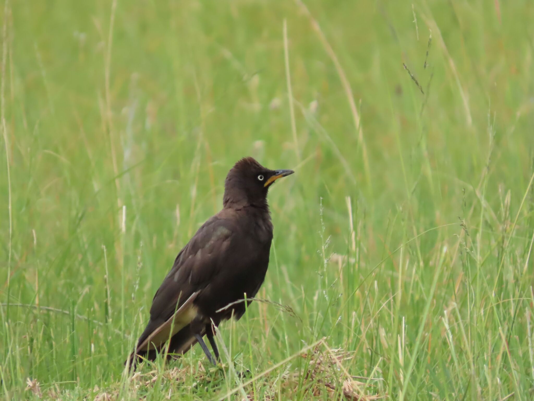 Pied Starling (Lamprotornis bicolor), photo 7