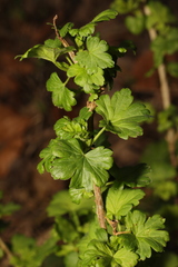 Ribes uva-crispa