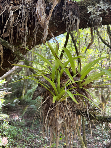 Guzmania monostachia, photograph 5