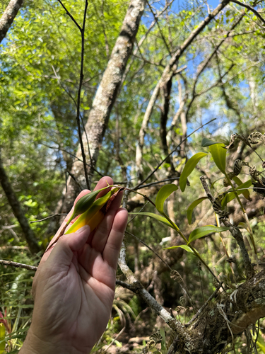 Night Scented Orchid (Epidendrum nocturnum)
