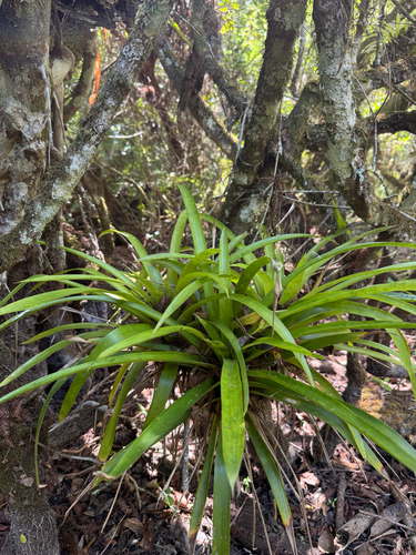 West Indian Tufted Airplant (Guzmania monostachia)