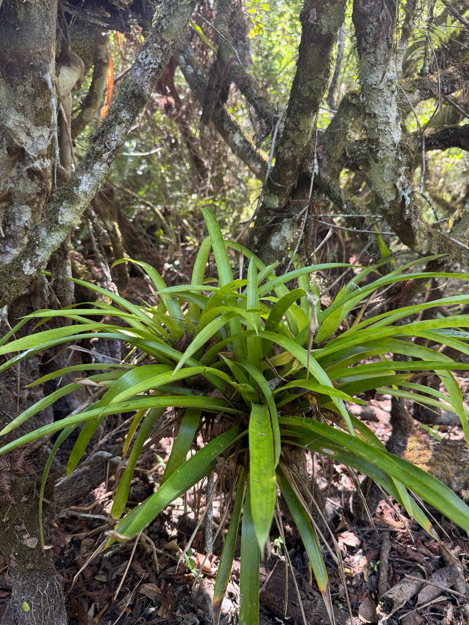 West Indian Tufted Airplant (Guzmania monostachia)