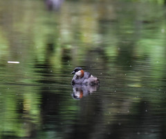 Tachybaptus pelzelnii