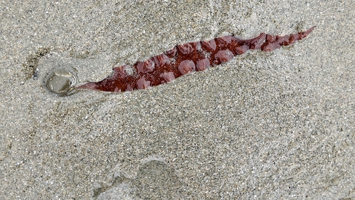 Rhodoglossum observed 2026-03-29