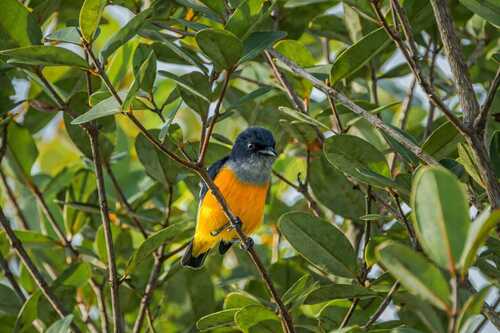 Dicaeum trigonostigma