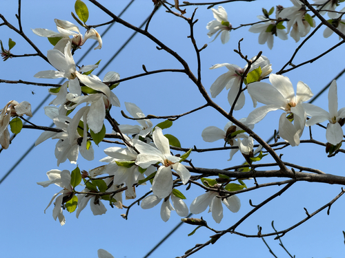 Kobus magnolia
