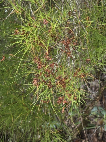 Dracophyllum urvilleanum observed 2026-03-25