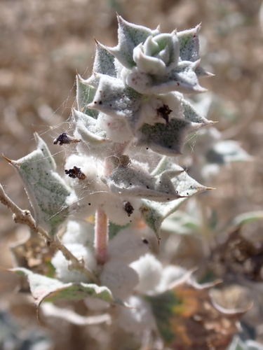 Death Valley Sage (Salvia funerea)