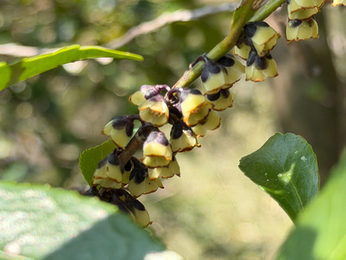 East Asian Eurya (Eurya japonica)