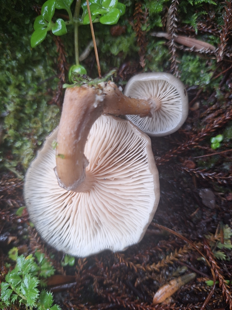 Armillaria novae-zelandiae · March 2026 · photo: © heidimeudt (iNaturalist, cc-by)