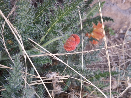 Caiophora pentlandii (Caiophora pentlandii)