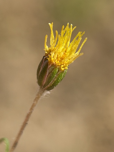 Meager Pygmydaisy (Pentachaeta exilis)
