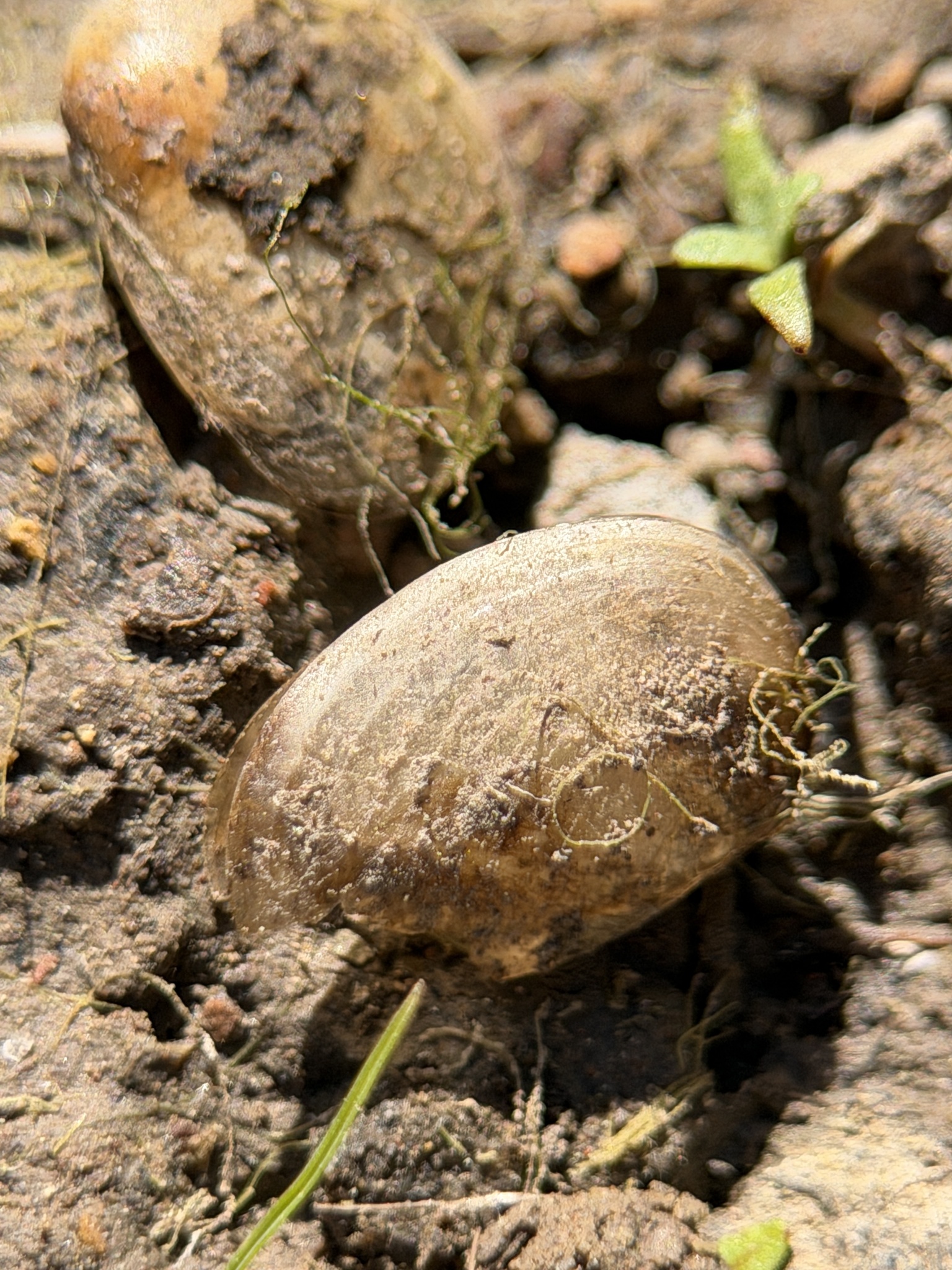 Cyzicus californicus (Packard, 1874)