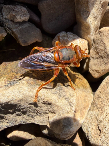 Unknown species found near AR-45, Lincoln, AR, US
