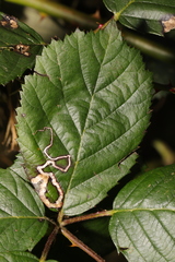 Stigmella aurella
