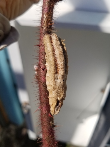 Narrow-winged Mantis photo 5
