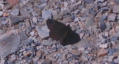 Percnodaimon merula