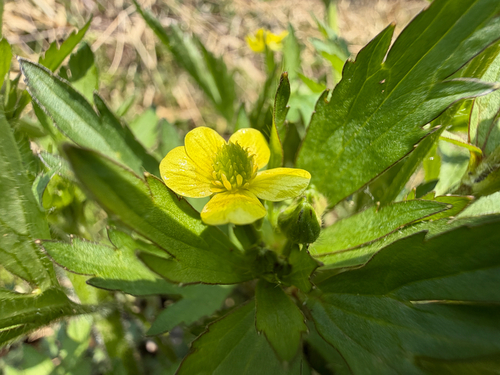 Chinese Buttercup (Ranunculus cantoniensis)