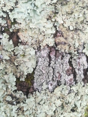 Pertusaria hymenea