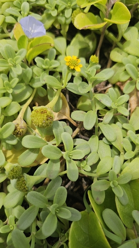 Lipochaeta integrifolia observed 2026-03-28