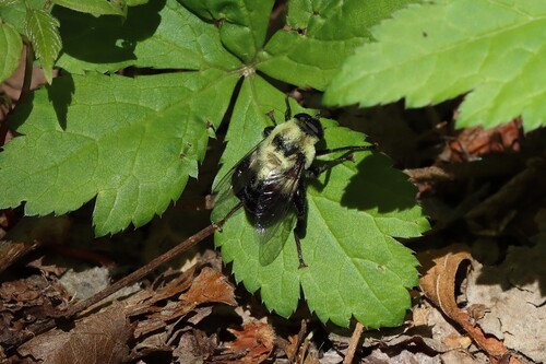 Unknown species found near Midtown, Memphis, TN, USA