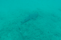 Rhynchobatus djiddensis