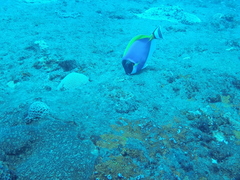 Acanthurus leucosternon