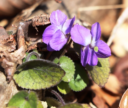 Kvapioji našlaitė nuotrauka