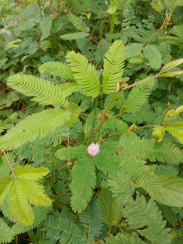 Mimosa pudica