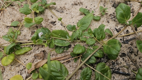 Boerhavia repens observed 2026-03-28