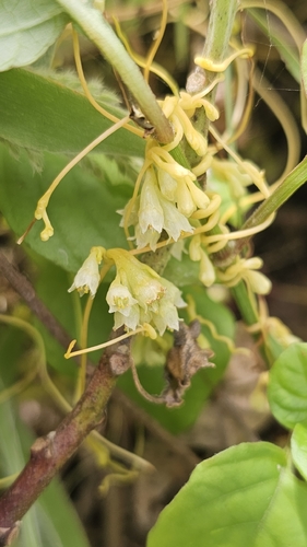Cuscuta sandwichiana observed 2026-03-28