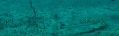 Platycephalidae