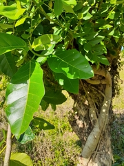 Coccoloba diversifolia