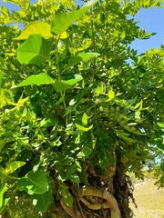 Coccoloba diversifolia