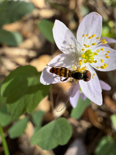 Unknown species found near Natural Dam, AR, US