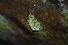 Smilisca sordida
