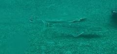 Platycephalidae