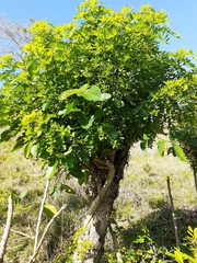 Coccoloba diversifolia