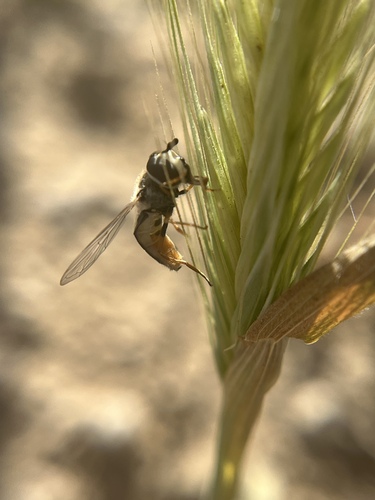 Unknown species found near Carrizo Plain National Monument, Santa Margarita, CA, US