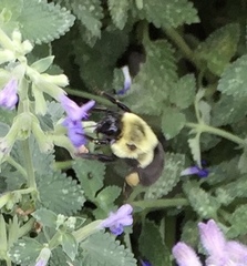 Bombus impatiens