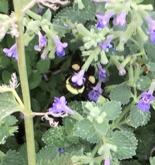 Bombus impatiens