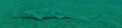 Longnose Sawshark photo 5