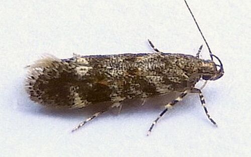 Glauce pectenalaeella photo 2