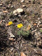 Thymophylla tenuiloba